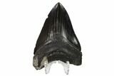 Fossil Megalodon Tooth - Georgia #151522-2